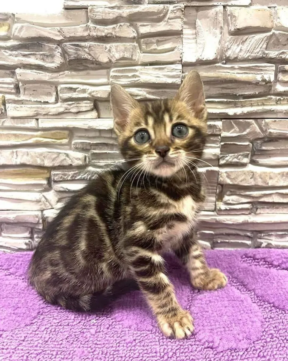 漂亮的孟加拉小猫待领养
