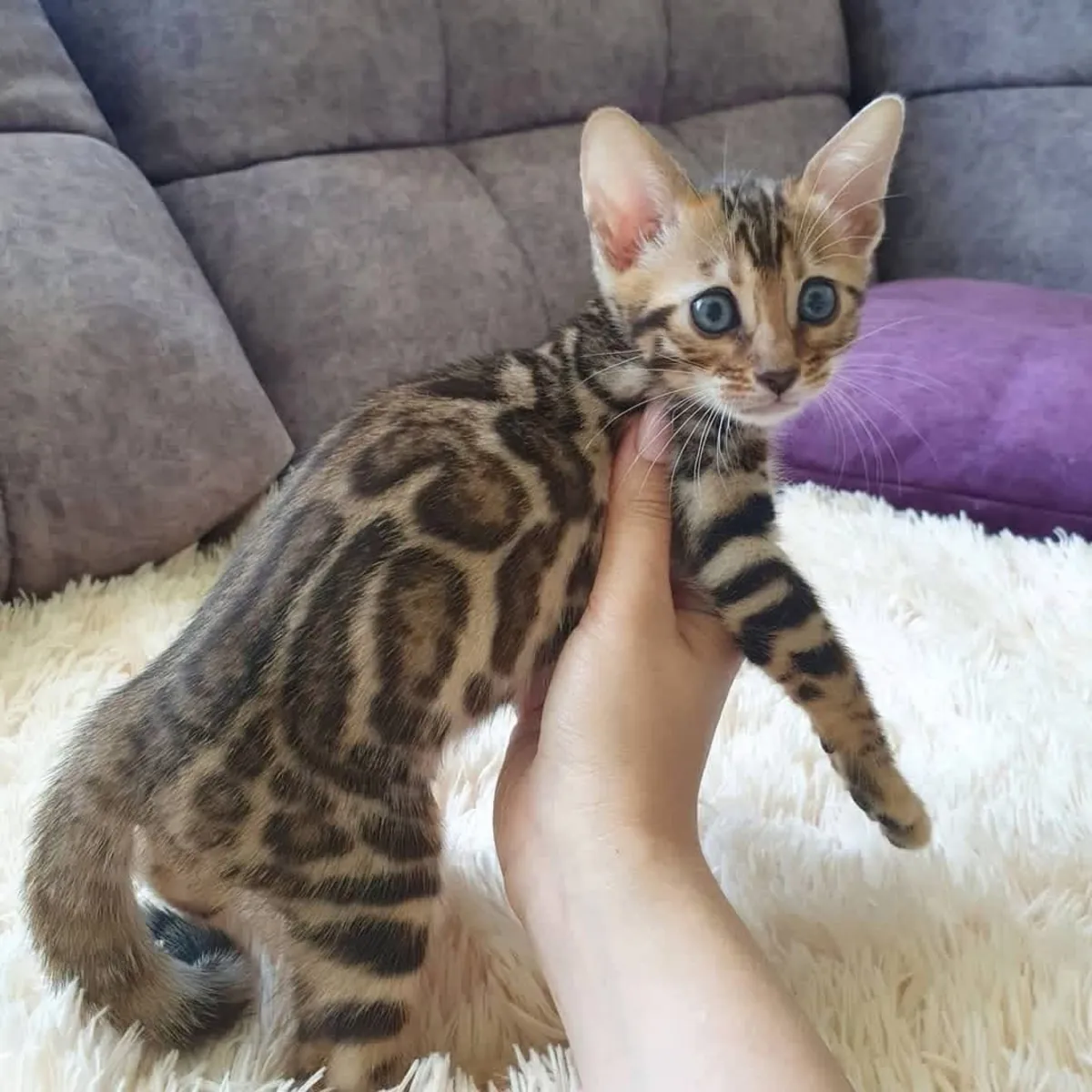 漂亮的孟加拉小猫待领养