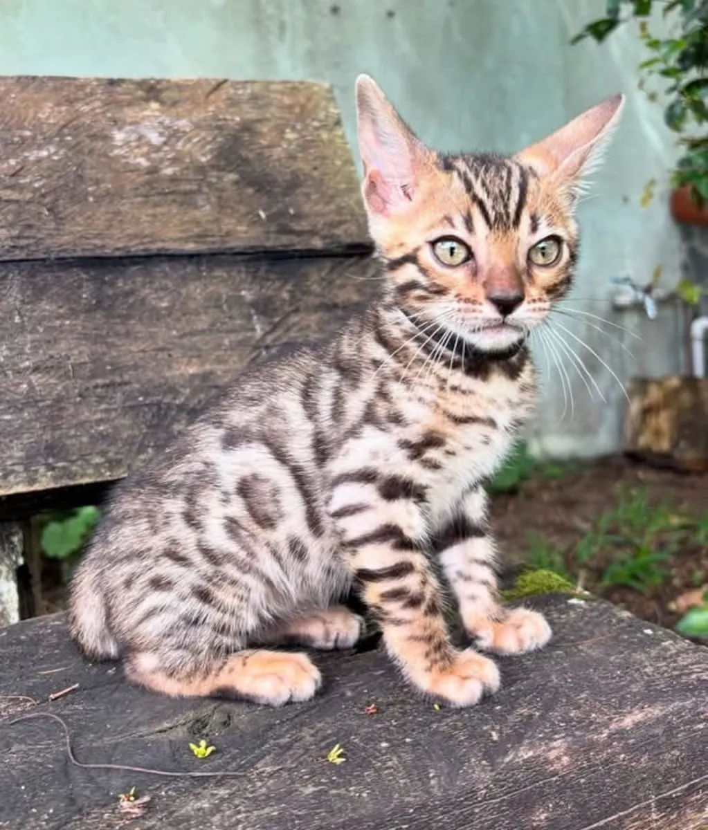 可爱的孟加拉小猫待领养