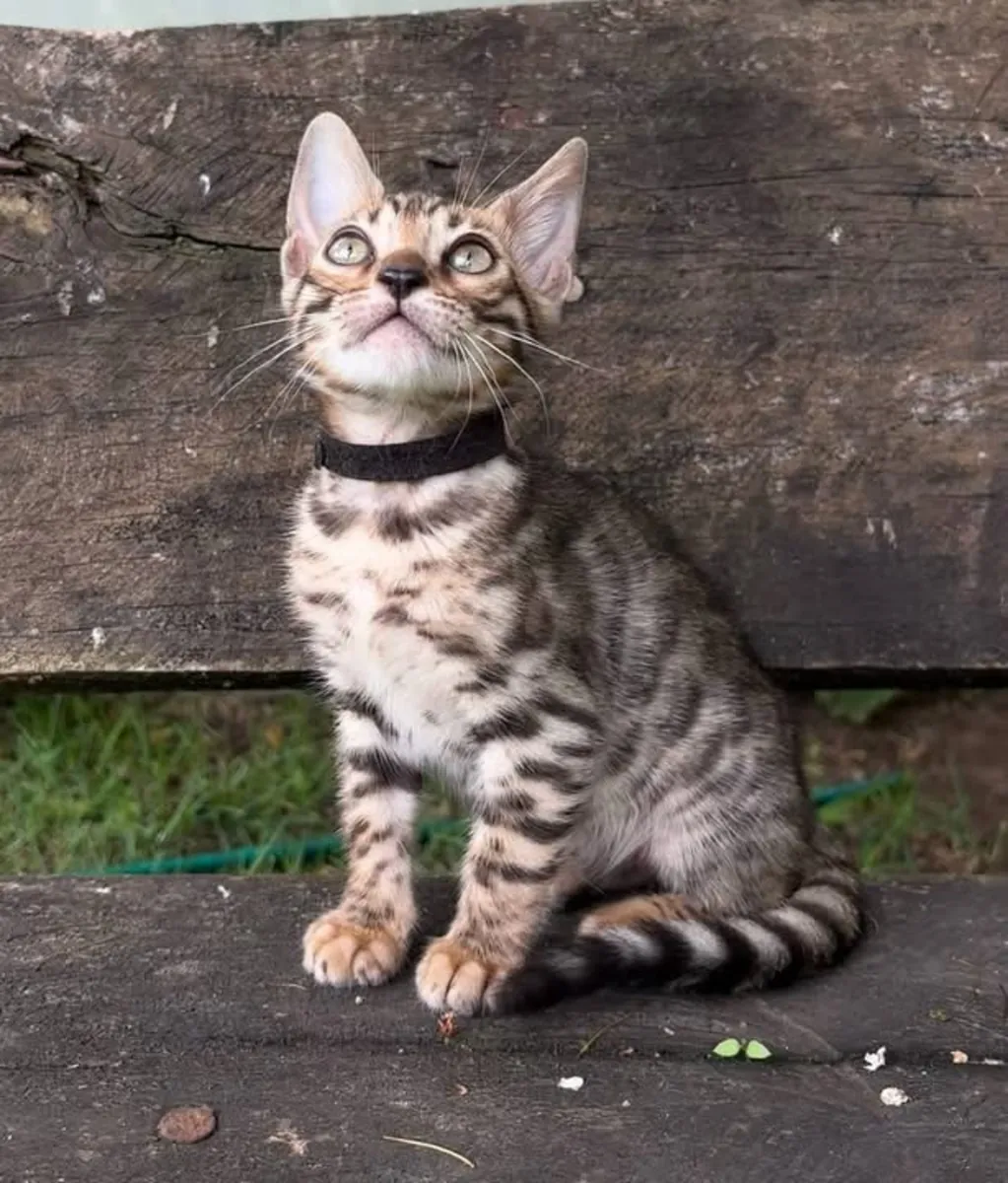 可爱的孟加拉小猫待领养