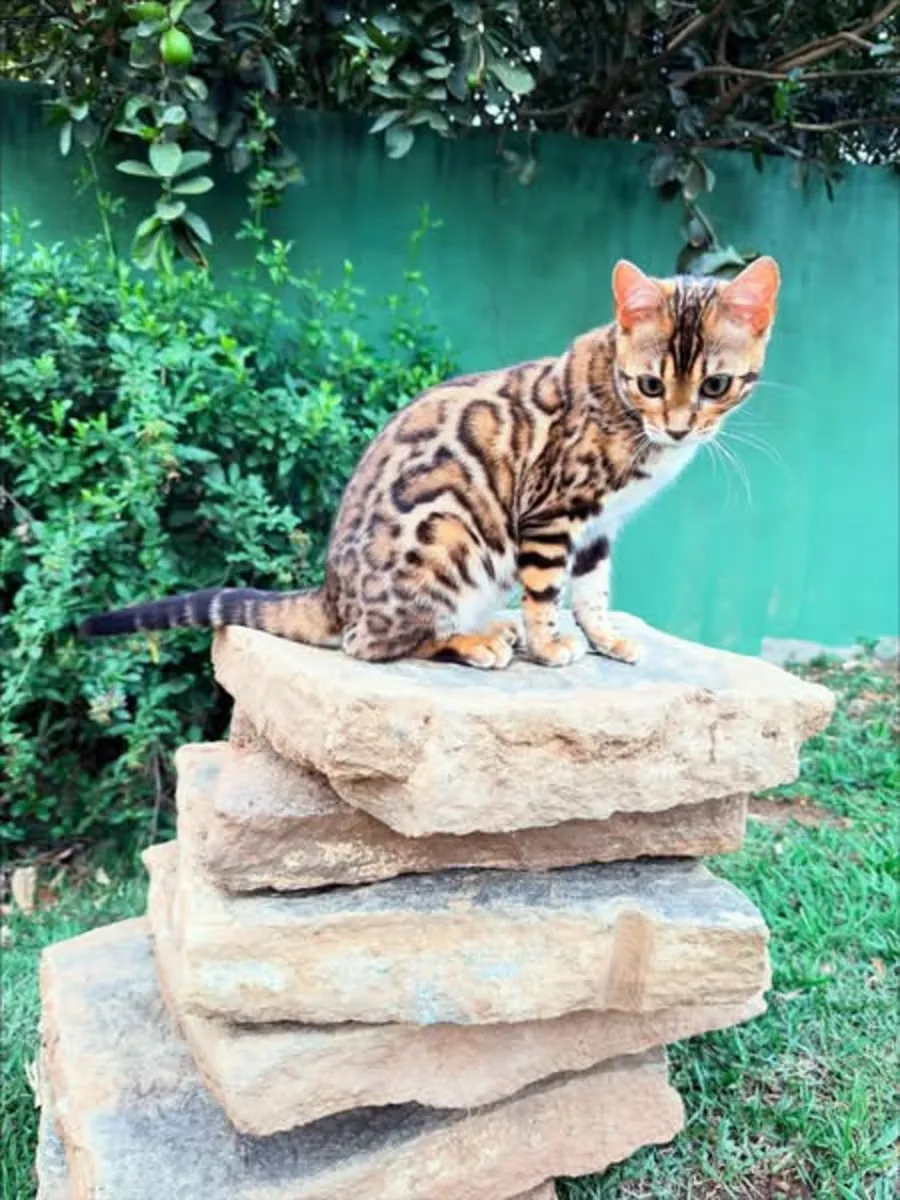 可爱的孟加拉小猫待领养