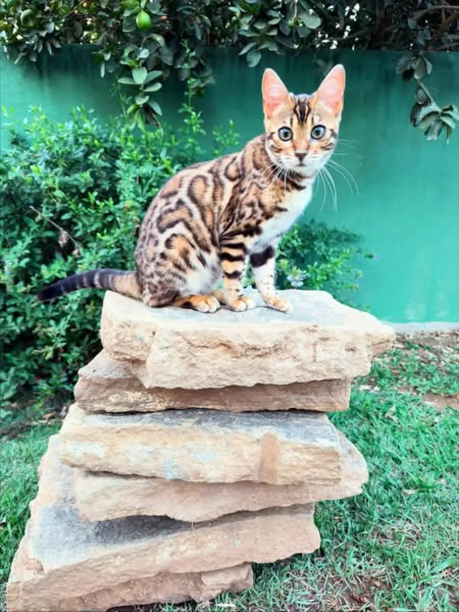 可爱的孟加拉小猫待领养