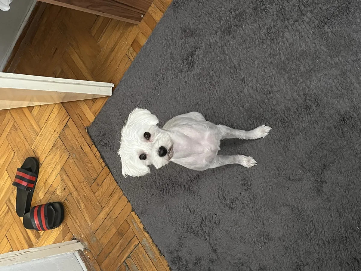 我想领养一只滑稽的马尔济斯犬