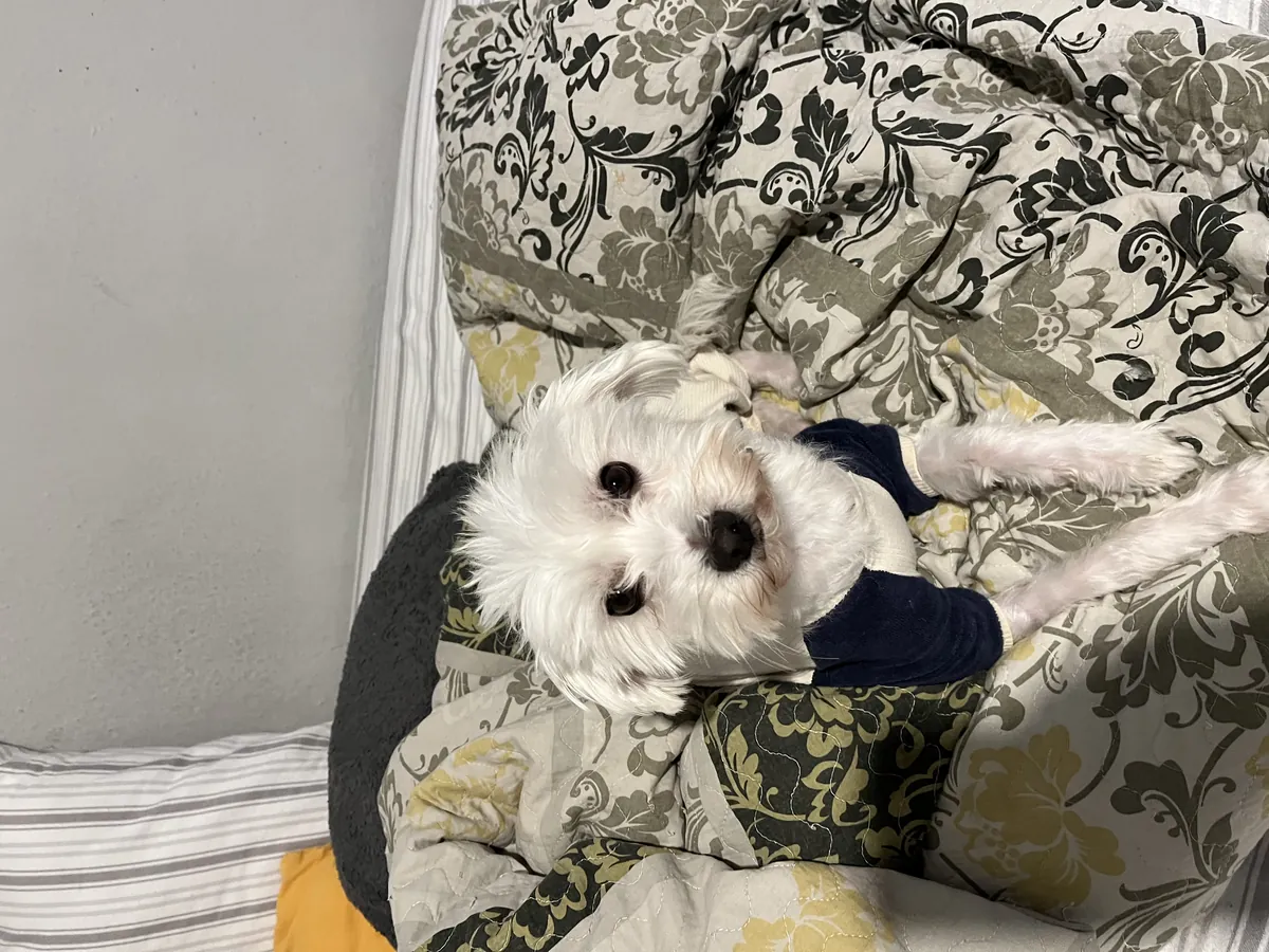 我想领养一只滑稽的马尔济斯犬