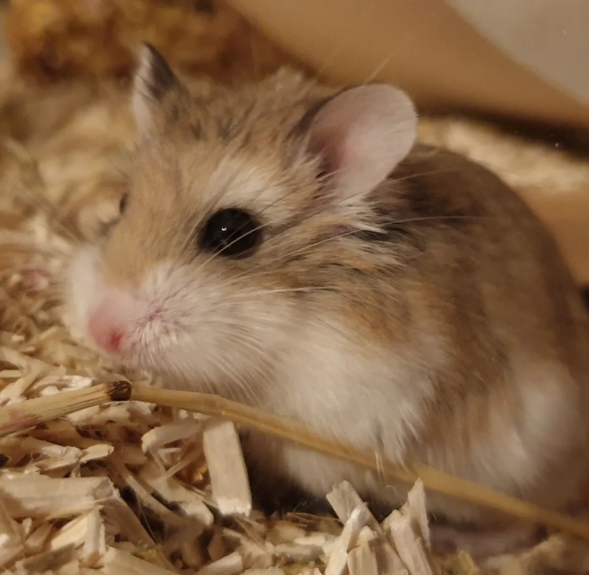Adoption of a Romanian Hamster raised in a home environment.
