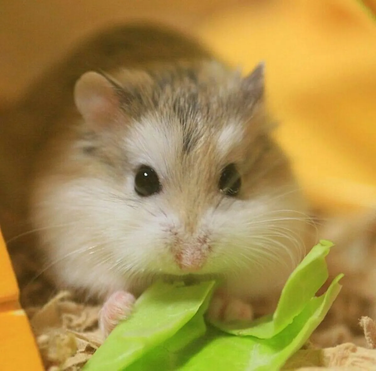 Adoption of a Romanian Hamster raised in a home environment.