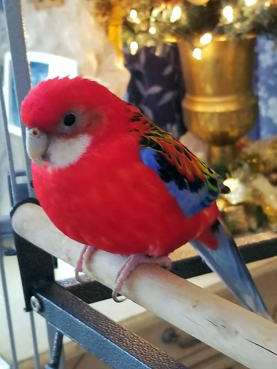 Lost Rosella parrot – flew away from home.