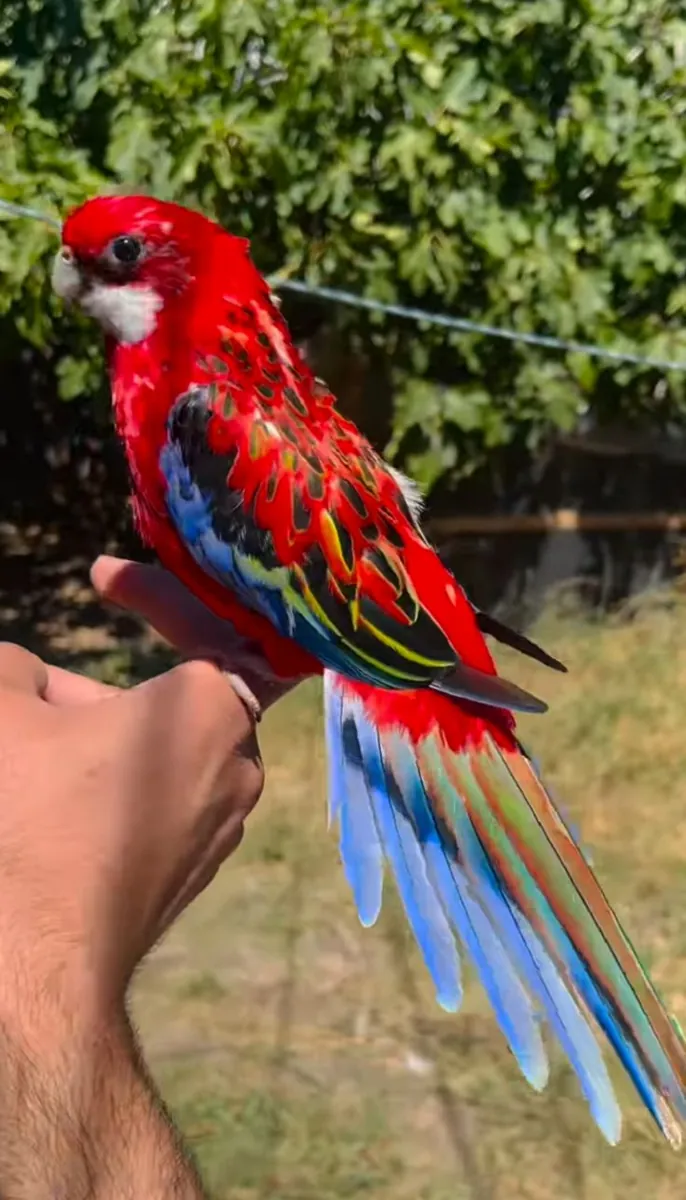 Lost Rosella parrot – flew away from home.
