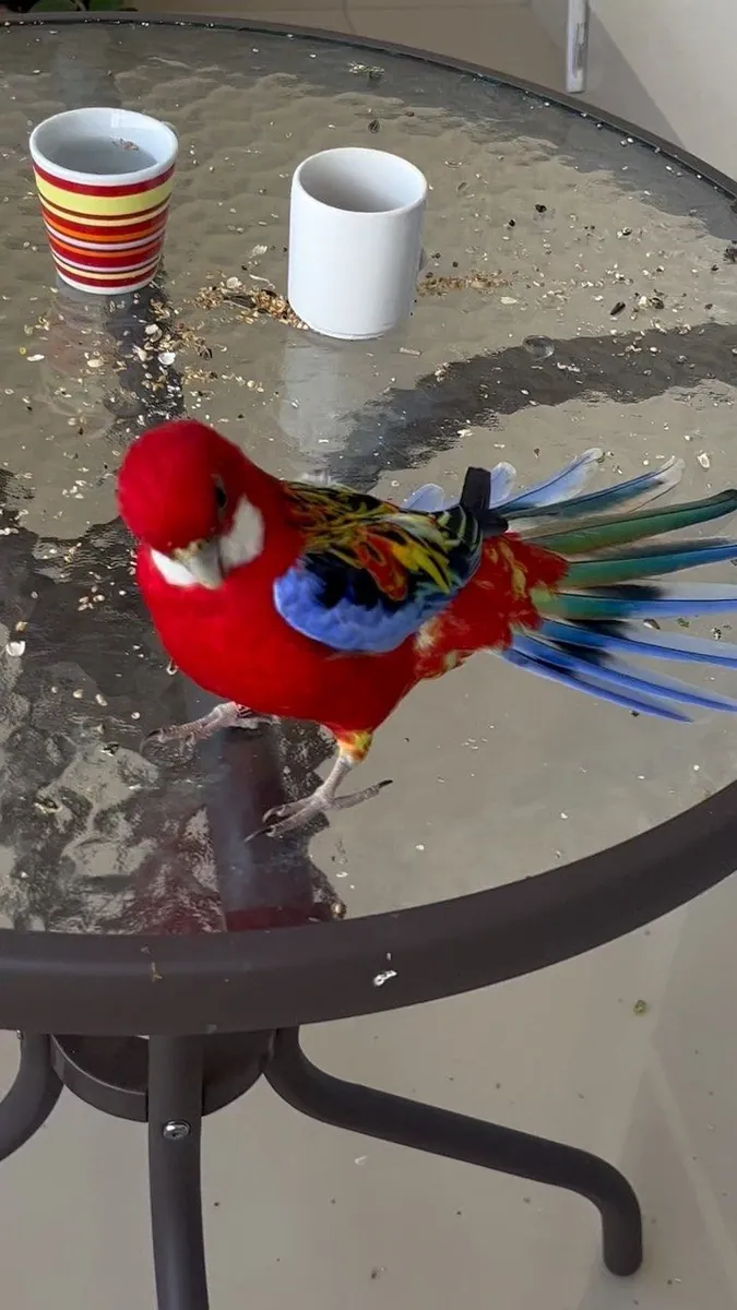 Lost Rosella parrot – flew away from home.