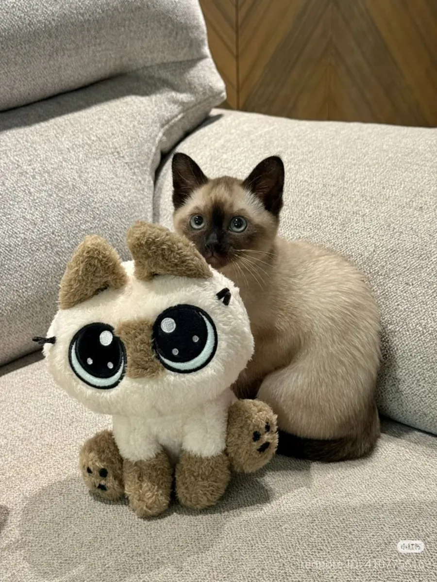 Safkan Siyam kedisi çiftleştirme için uygun