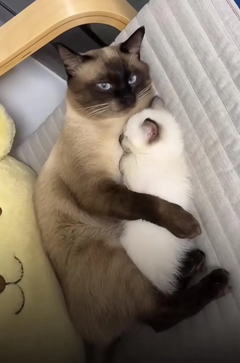 Safkan Siyam kedisi çiftleştirme için uygun