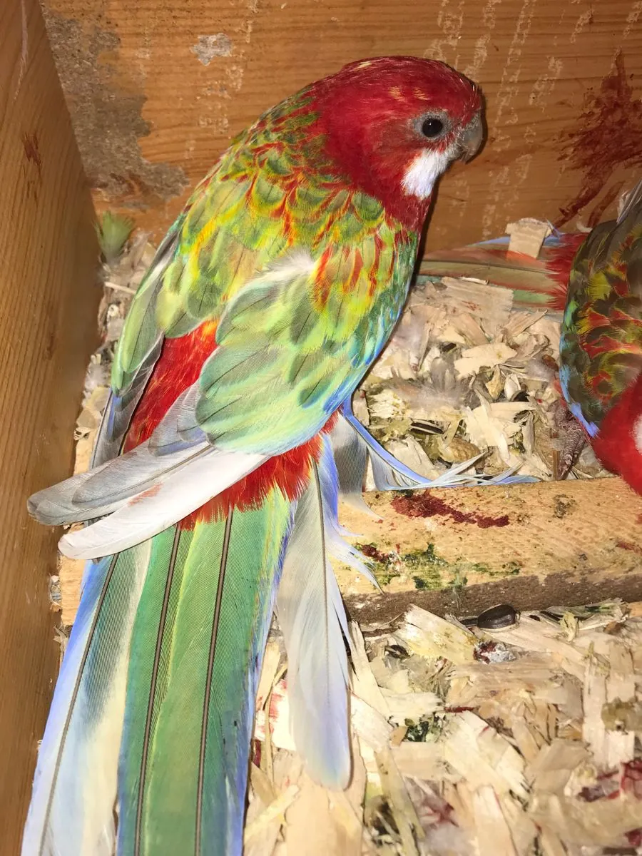Lost Rosella parrot – please report any sightings.