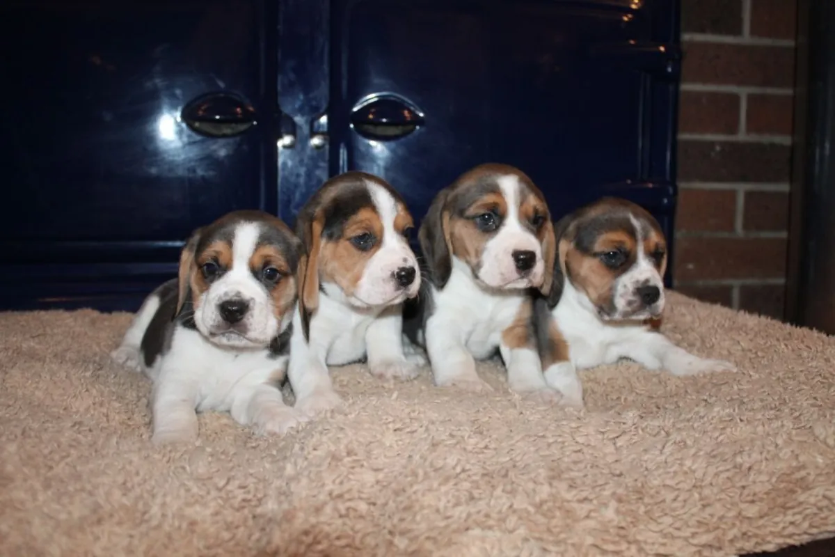 Preciosos cachorros Beagle de 13 semanas de edad.