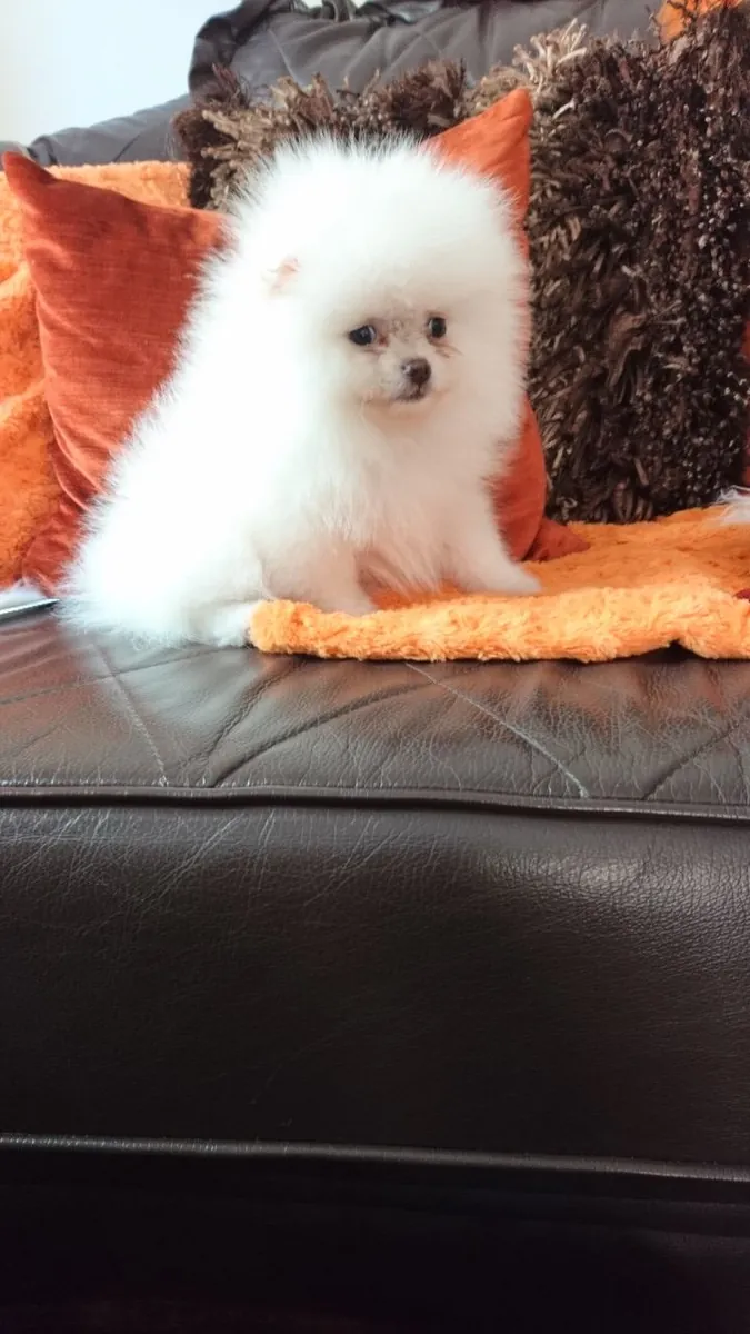 White Pomeranian that loves following people around the house
