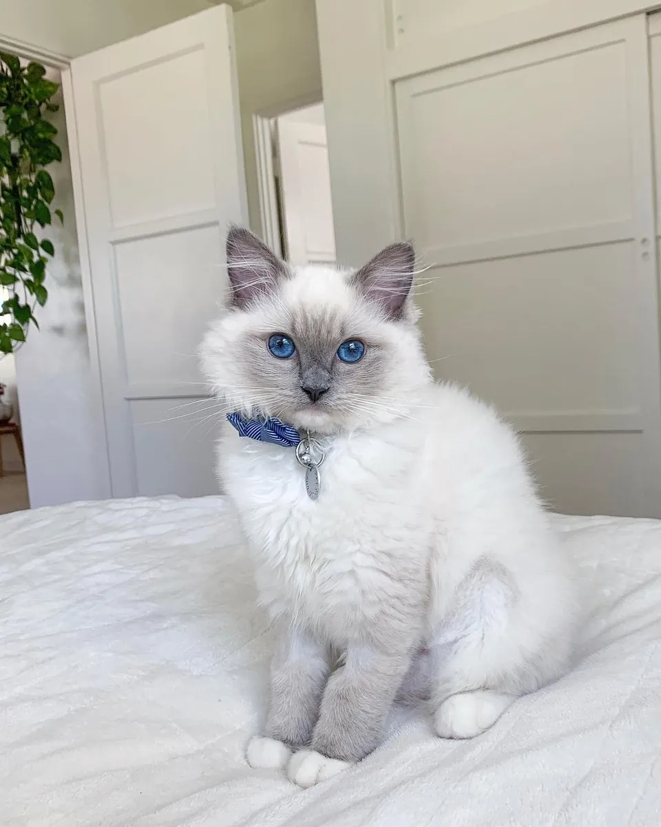 Chatons Ragdoll à adopter