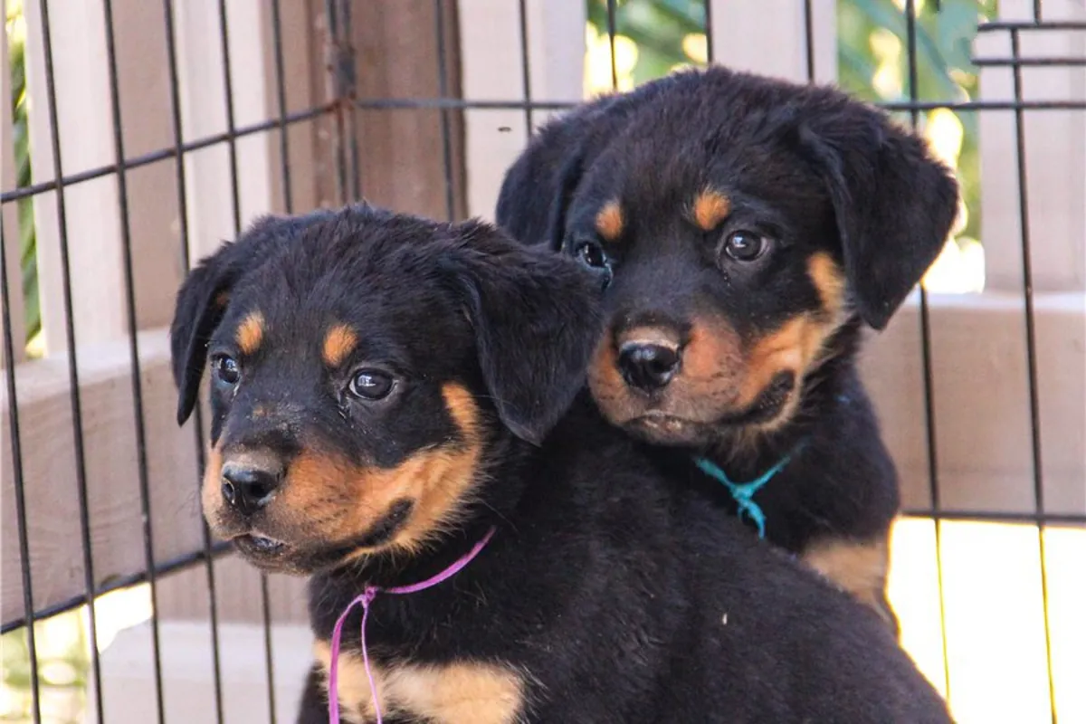 Preciosos cachorros de Rottweiler listos para entrega inmediata.