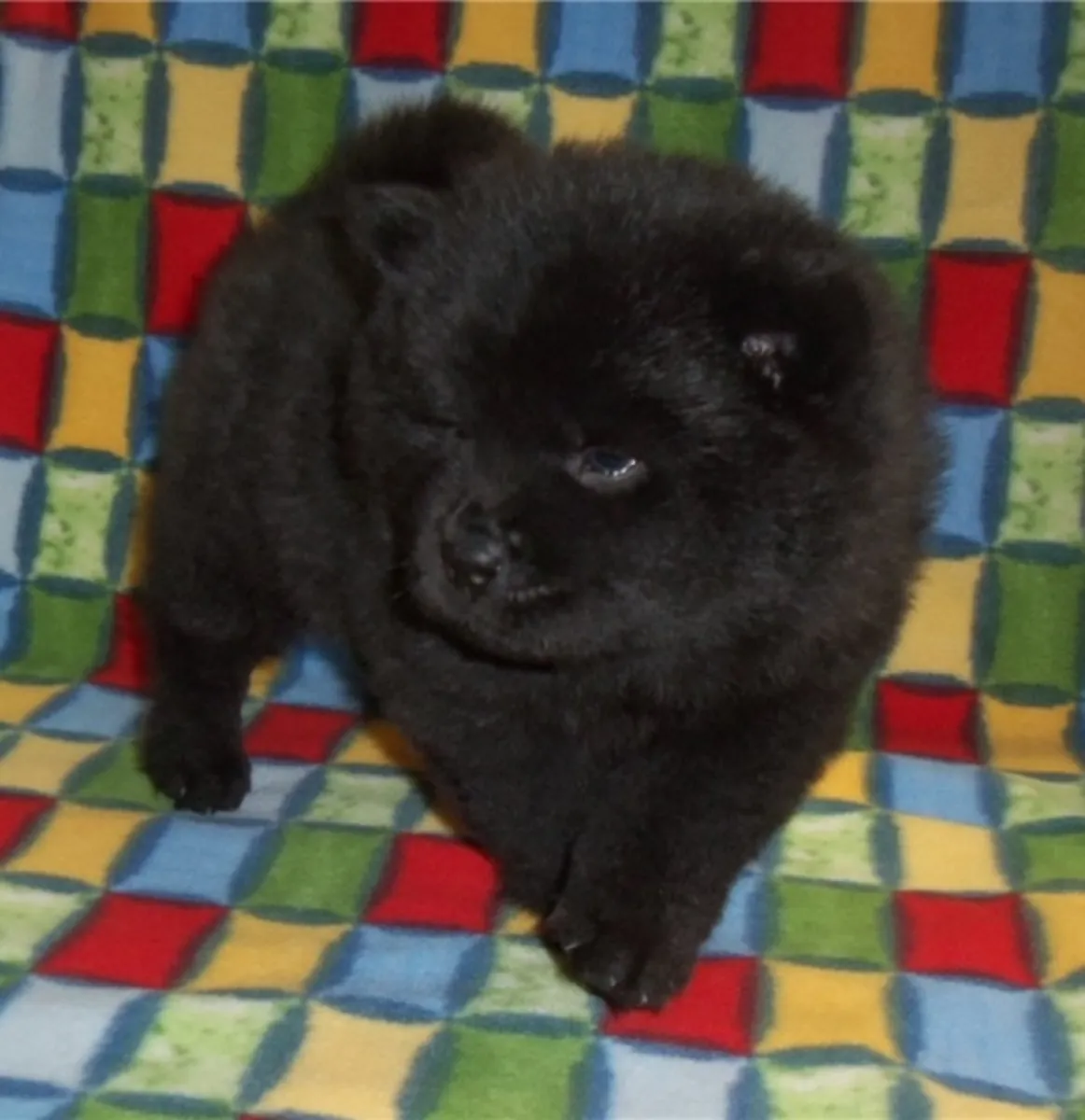 Chow Chow yavruları