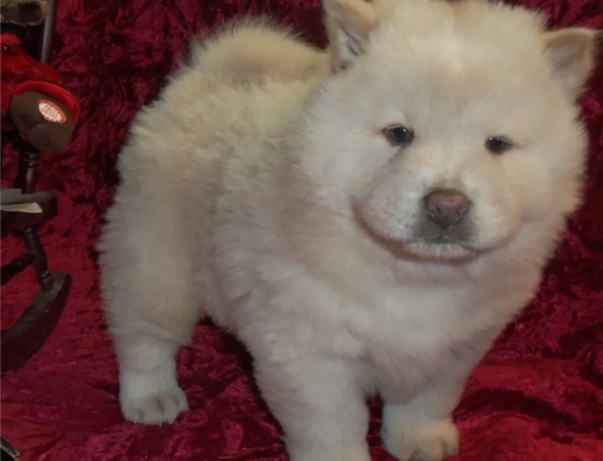Chow Chow yavruları