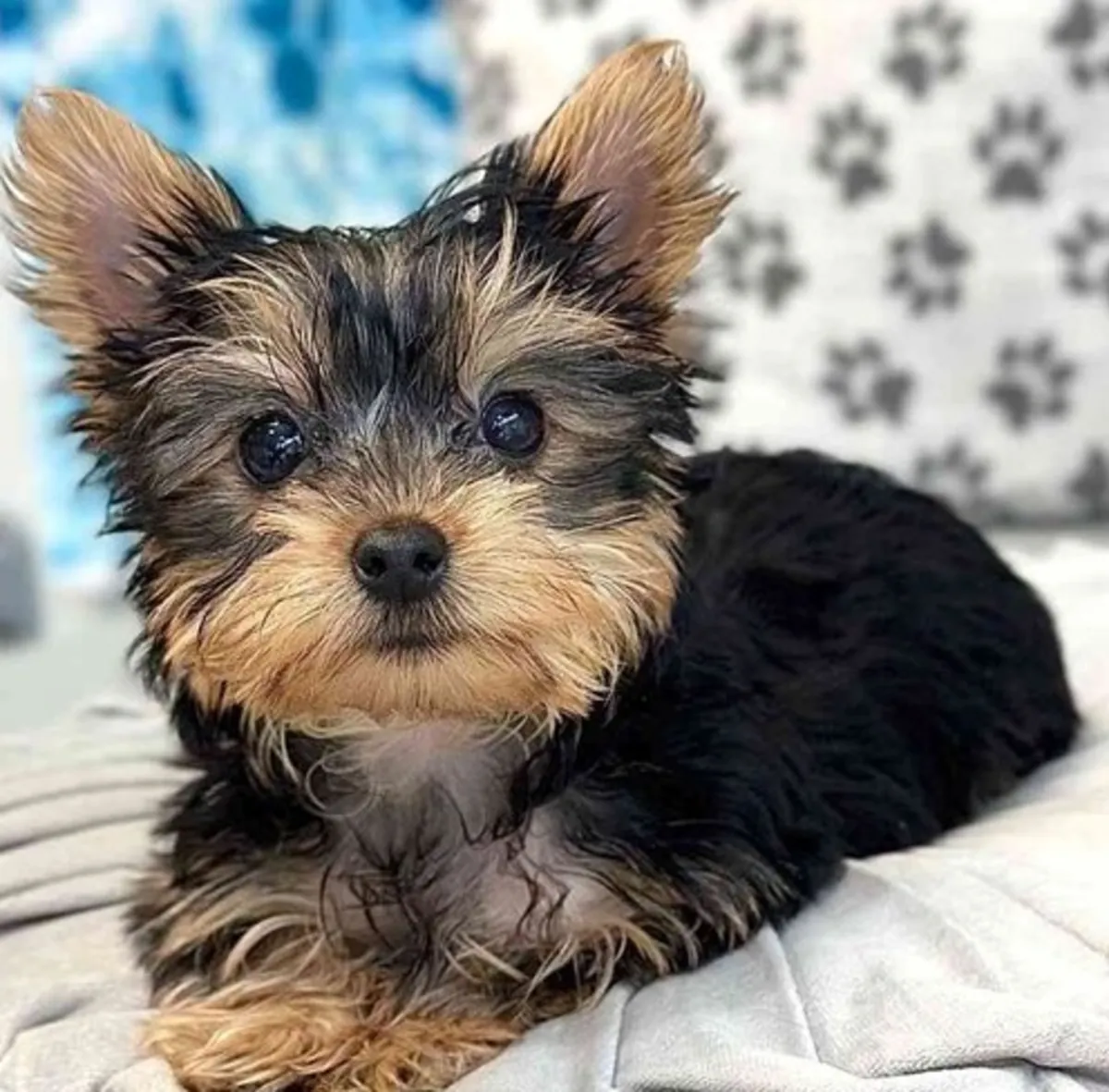 Miniature Yorkshire Terrier Puppies