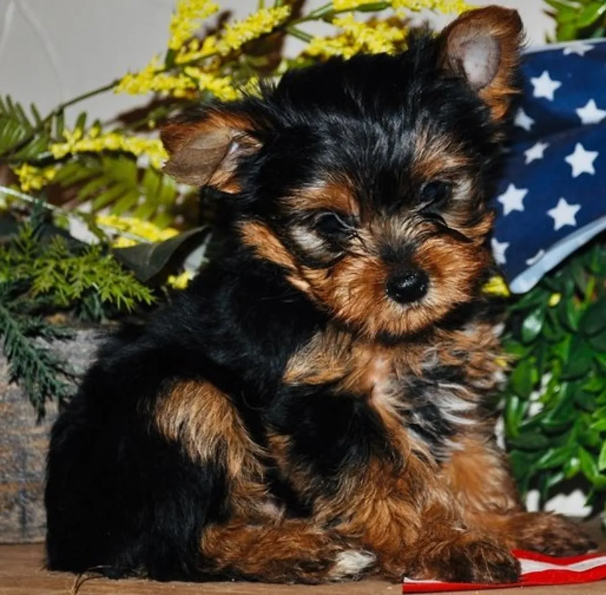 Miniature Yorkshire Terrier Puppies