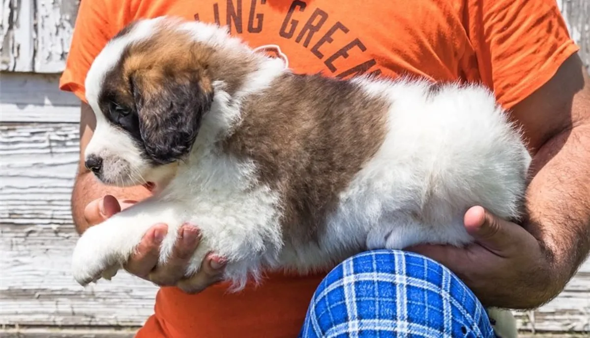 Cachorros de San Bernardo en venta