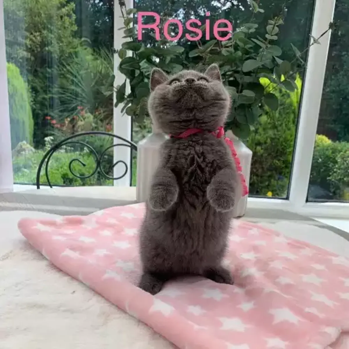 英国短毛猫咪，永远幸福