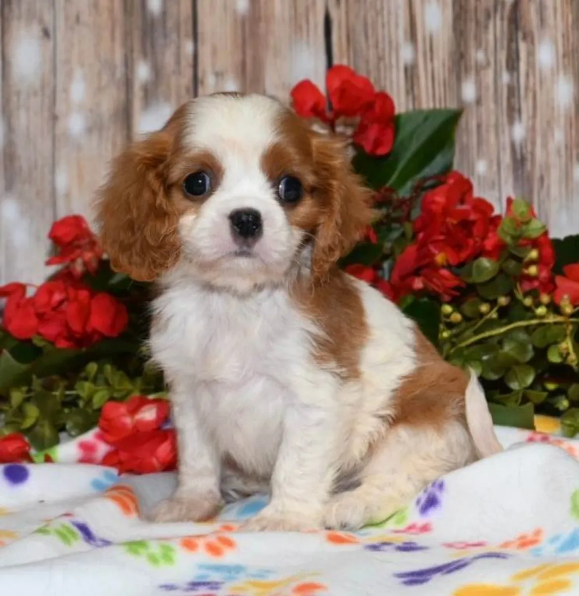 待领养的查理王小猎犬
