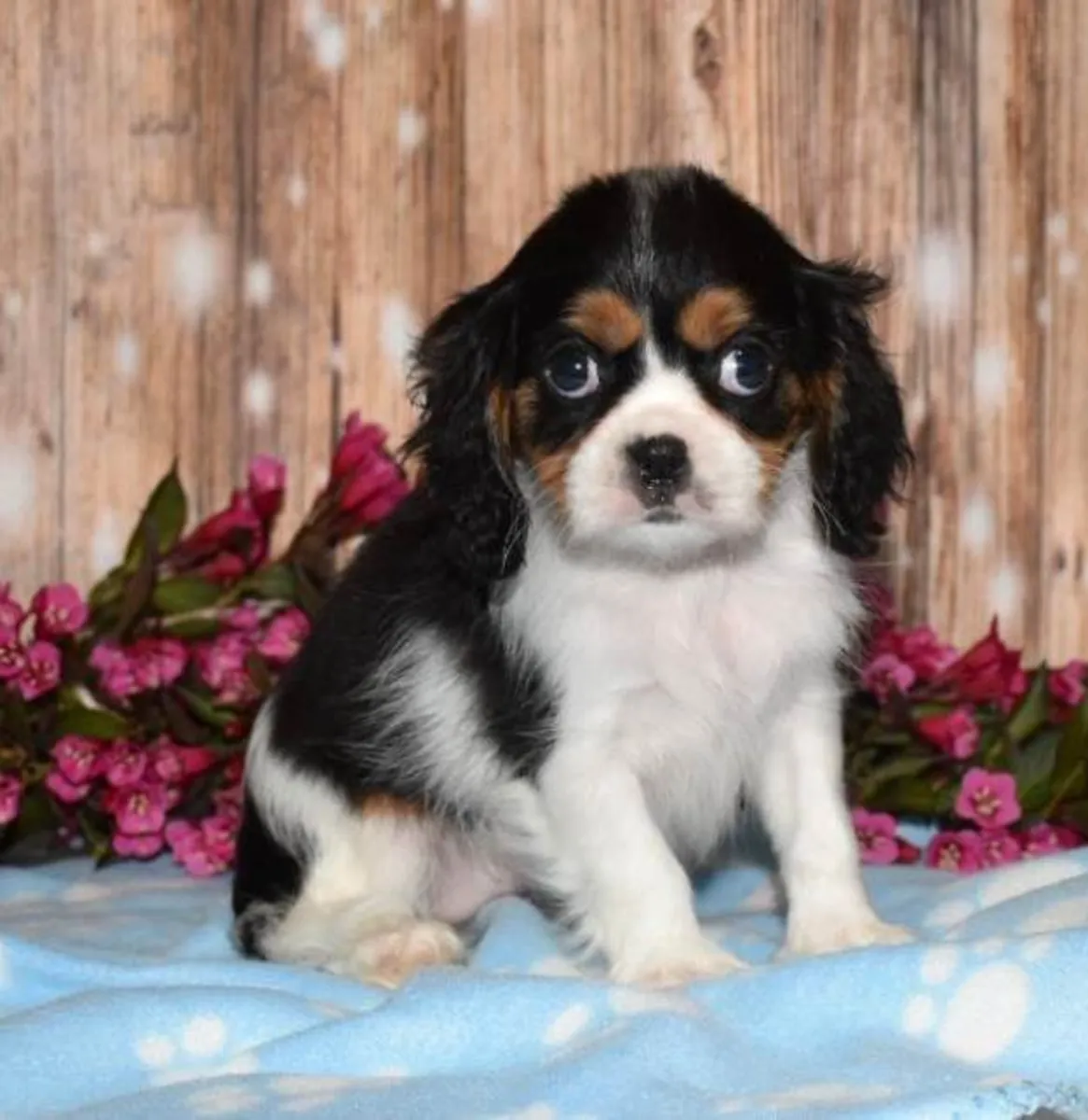 待领养的查理王小猎犬