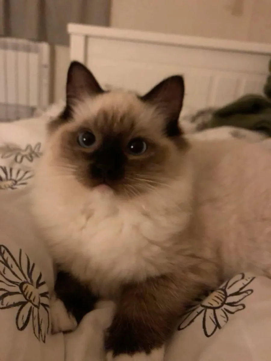 Purebred Siamese male available for responsible breeding