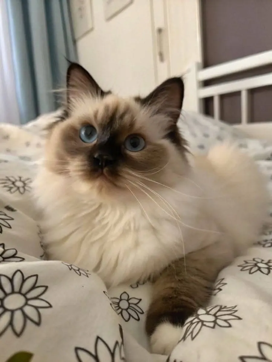 Purebred Siamese male available for responsible breeding