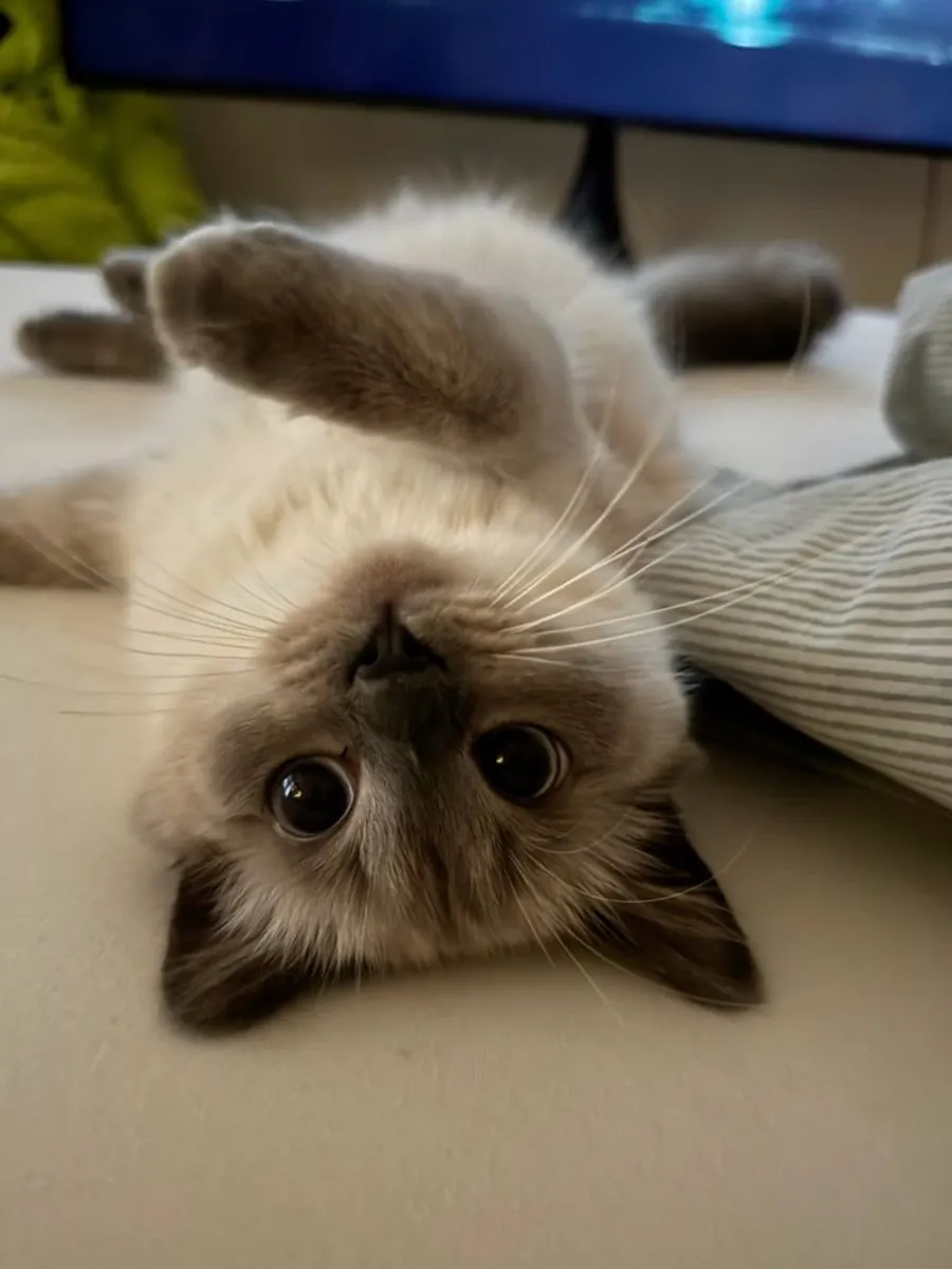 Purebred Siamese male available for responsible breeding