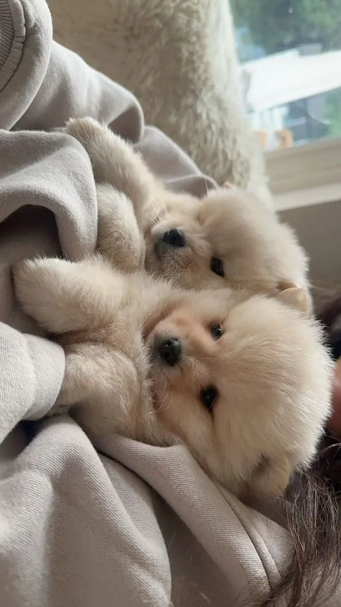 Healthy Chow Chow puppy raised in a family environment