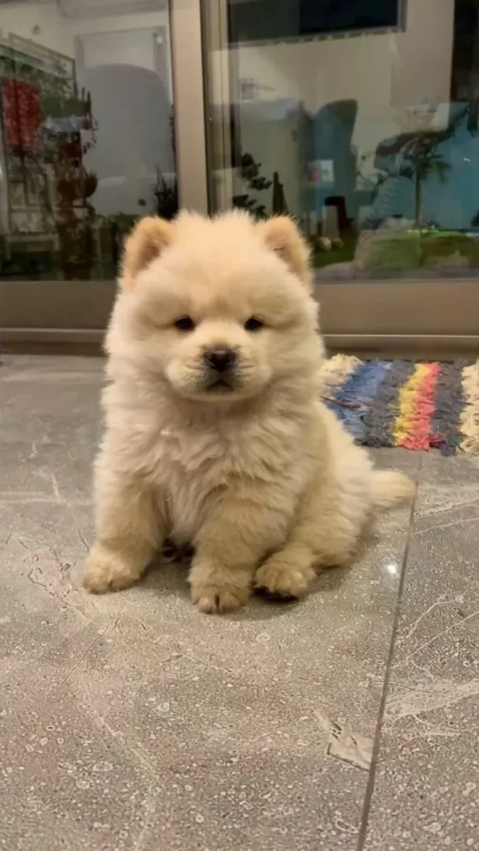 Healthy Chow Chow puppy raised in a family environment