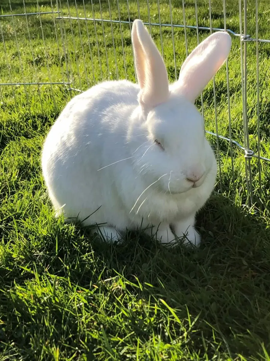 Gentle Giant Angora rabbit looking for a caring home