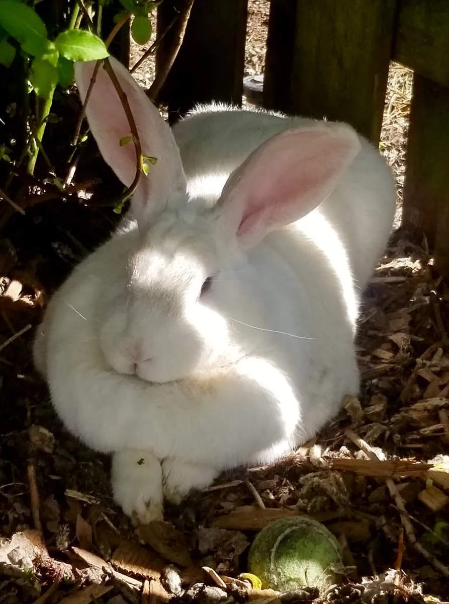 Gentle Giant Angora rabbit looking for a caring home