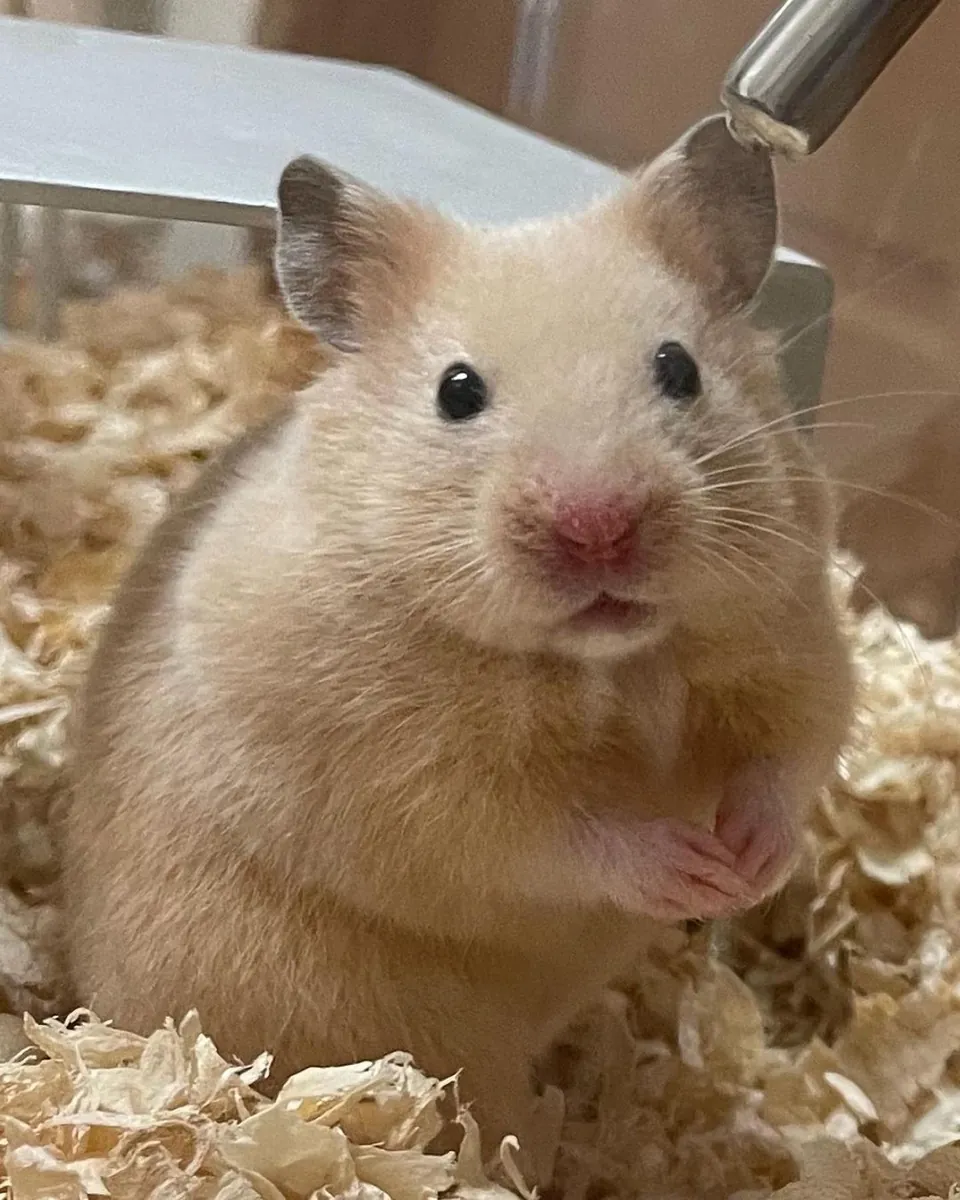 Active Turkish Hamster male available for breeding