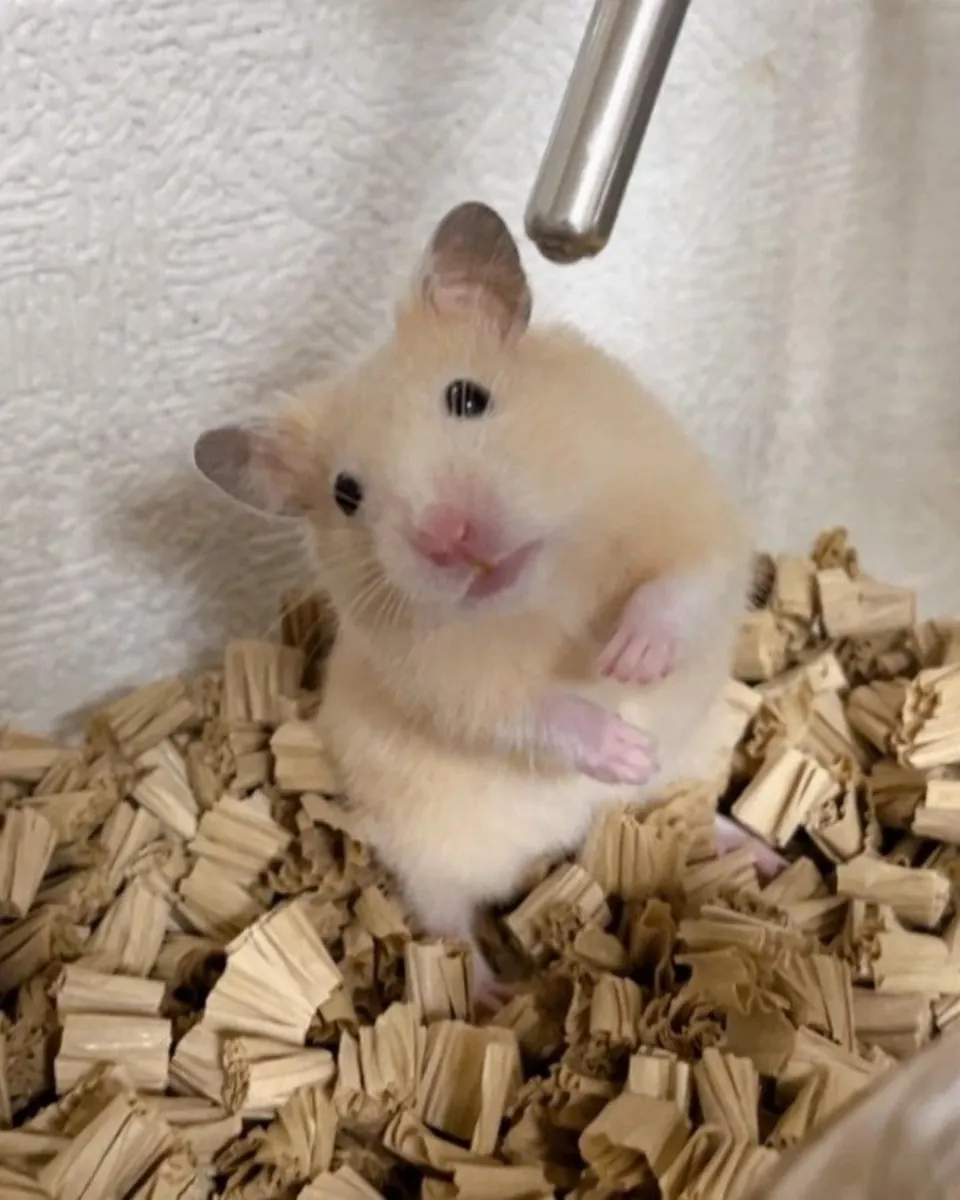 Active Turkish Hamster male available for breeding