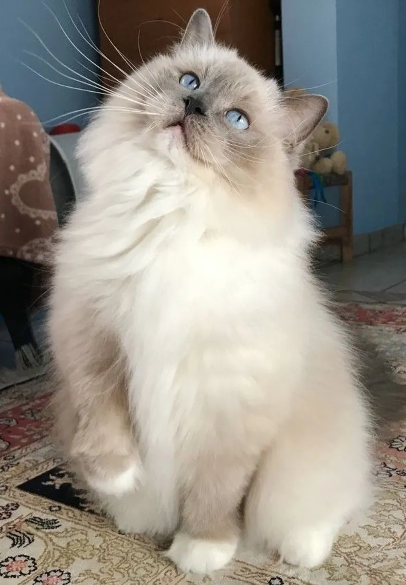 Strong and healthy Siberian male available for breeding