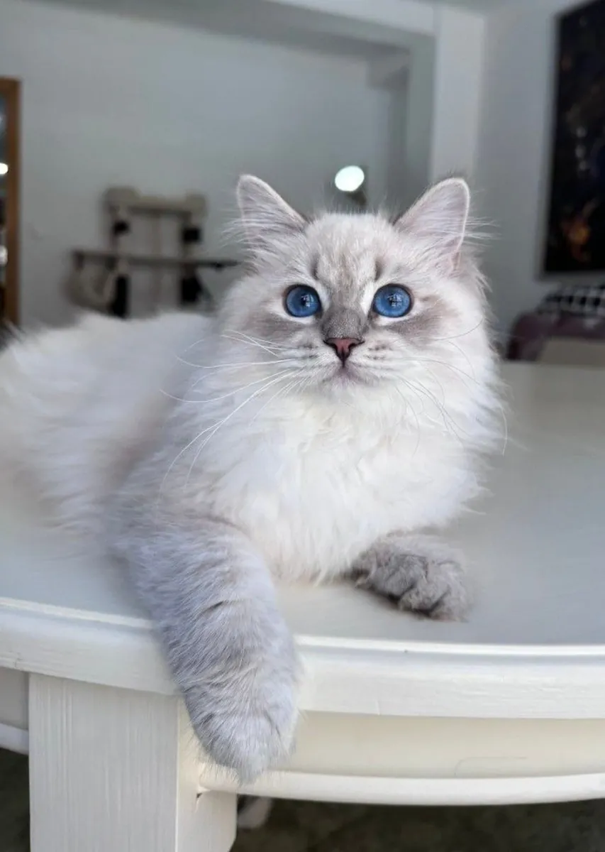 Strong and healthy Siberian male available for breeding