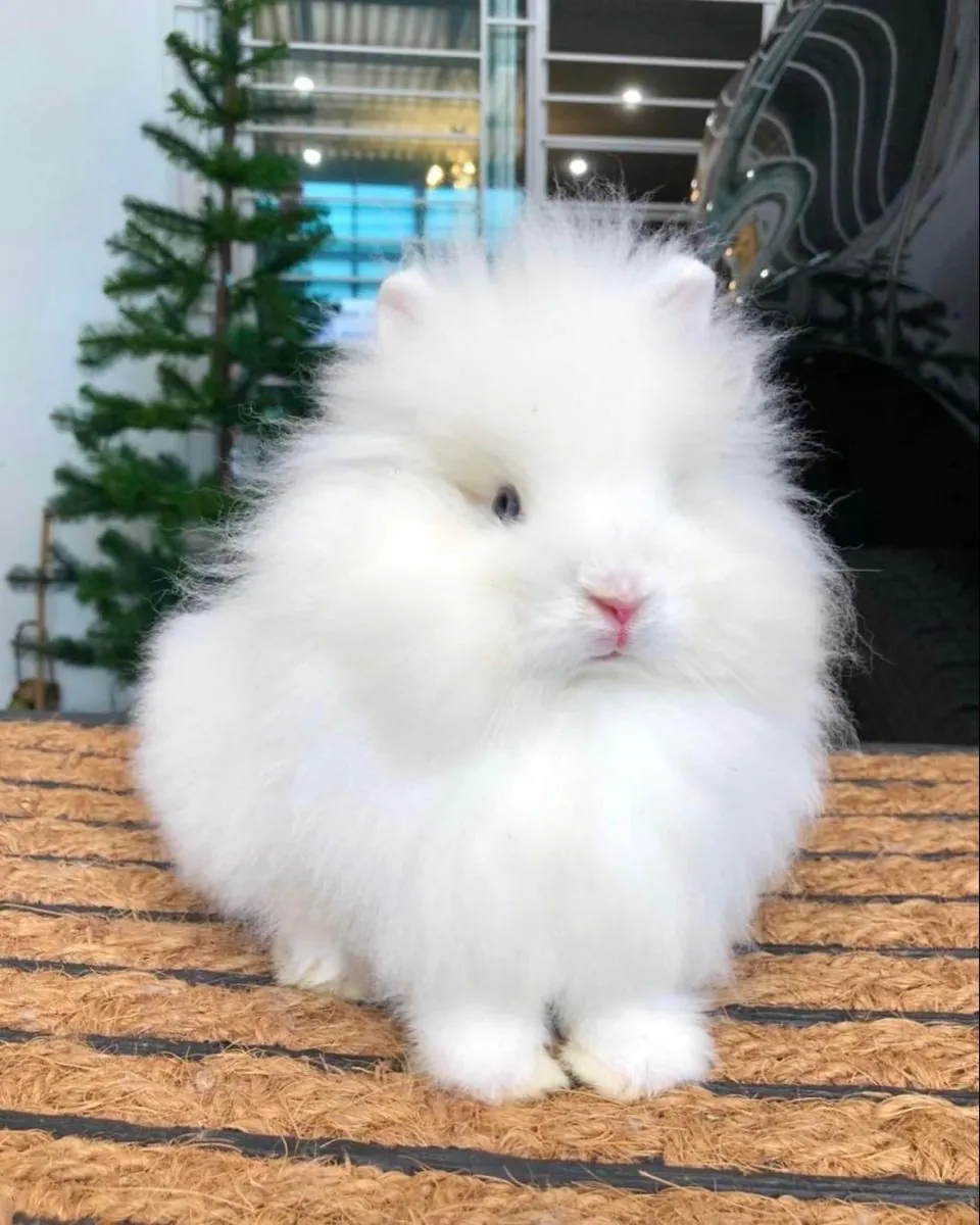 Lost Angora rabbit – last seen near residential garden