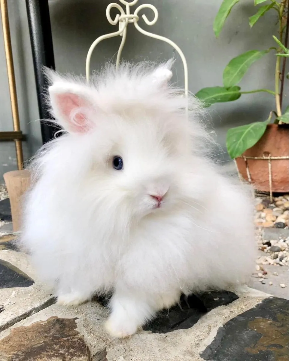 Lost Angora rabbit – last seen near residential garden