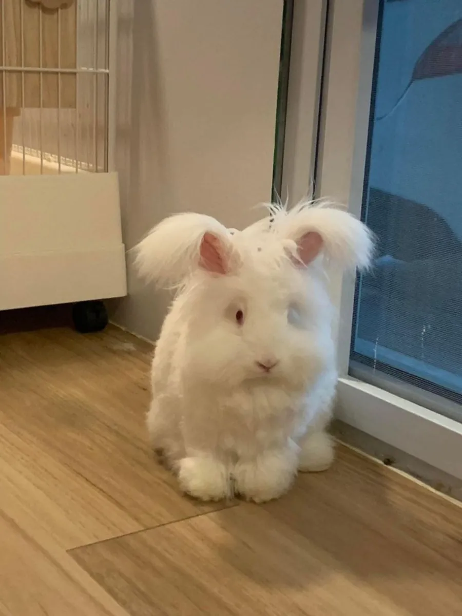 Angora rabbit lost near residential area