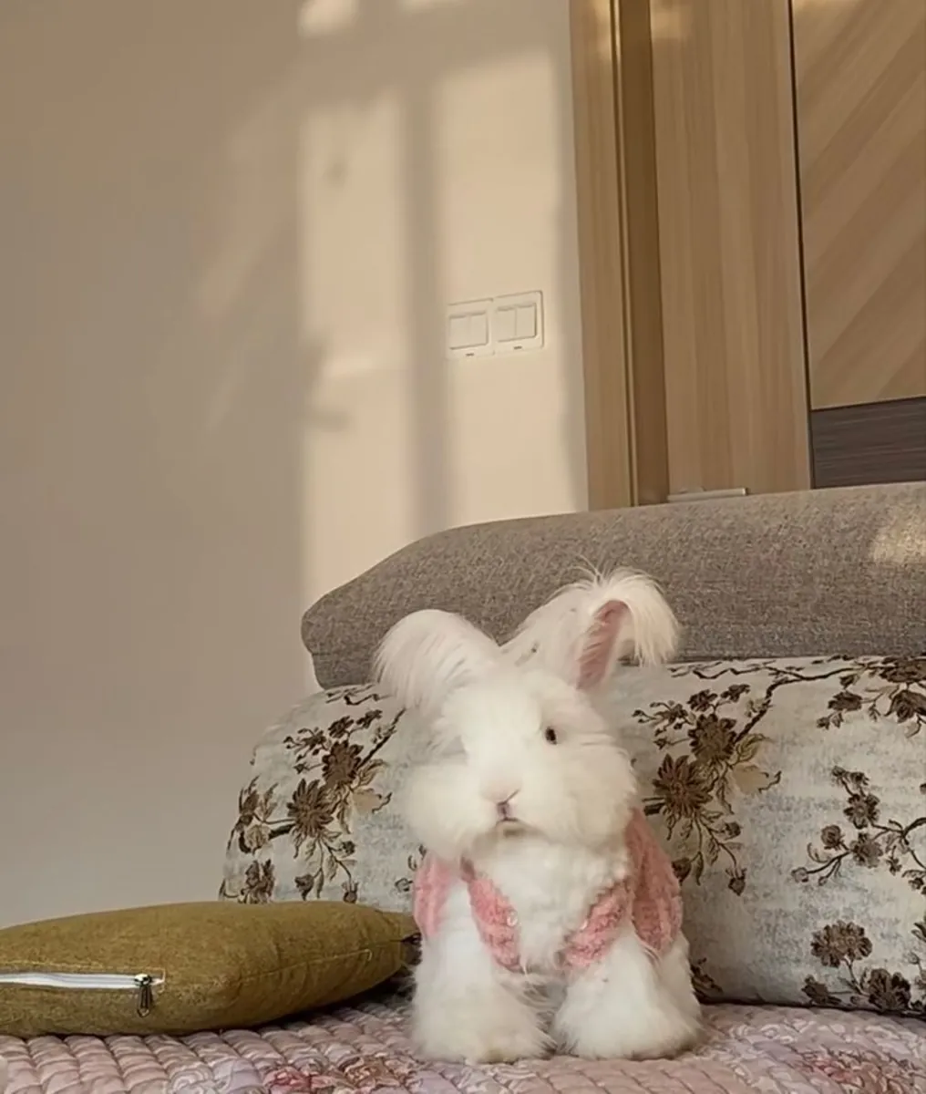 Angora rabbit lost near residential area