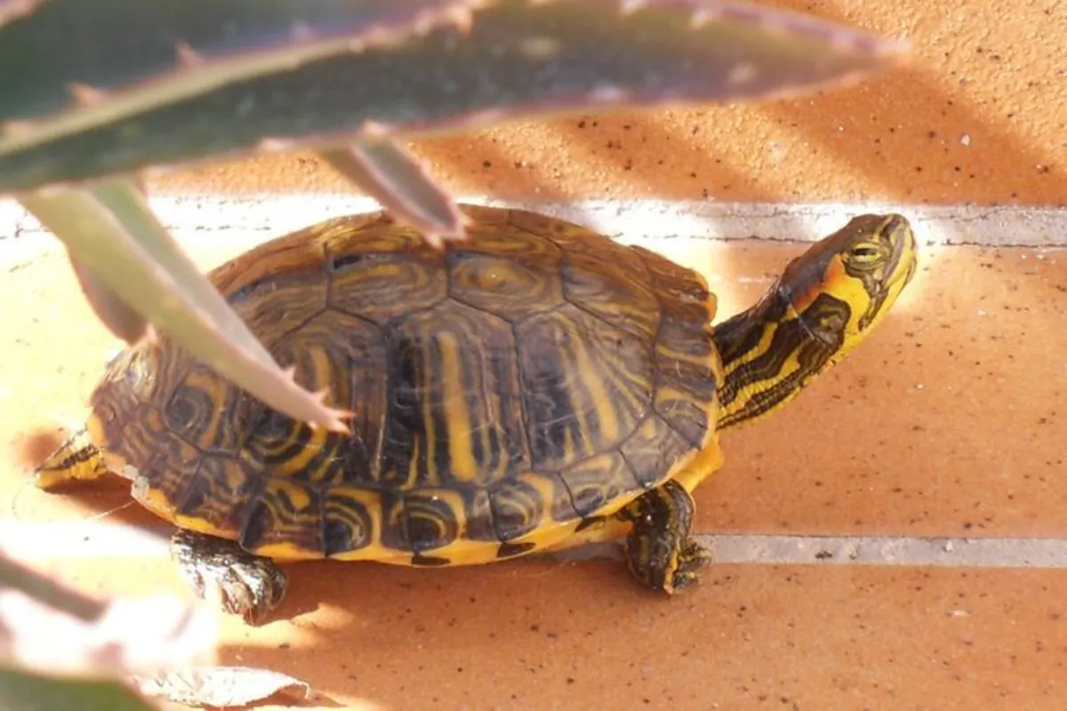 Red-footed tortoise (Trachemys scripta) looking for a new responsible home