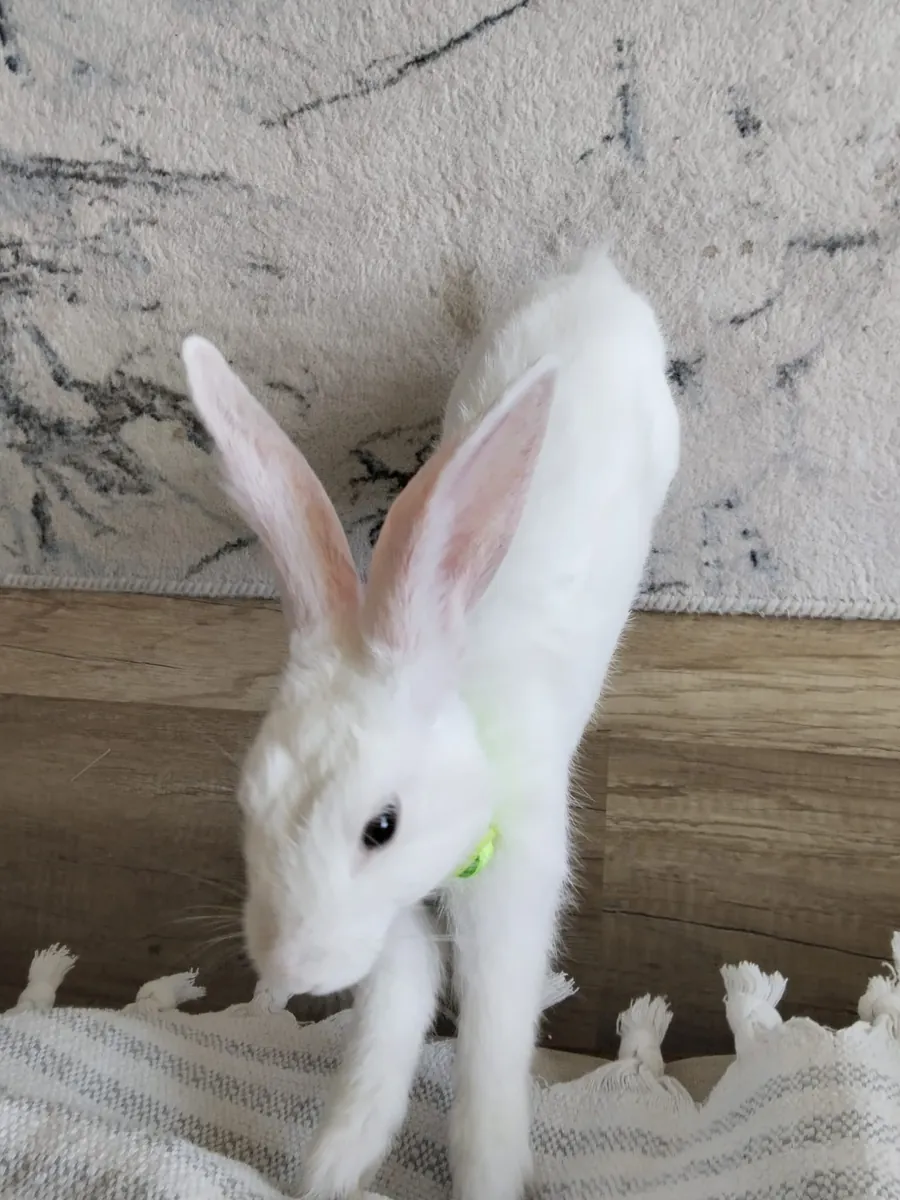 I'm looking for a home for my little bunny.