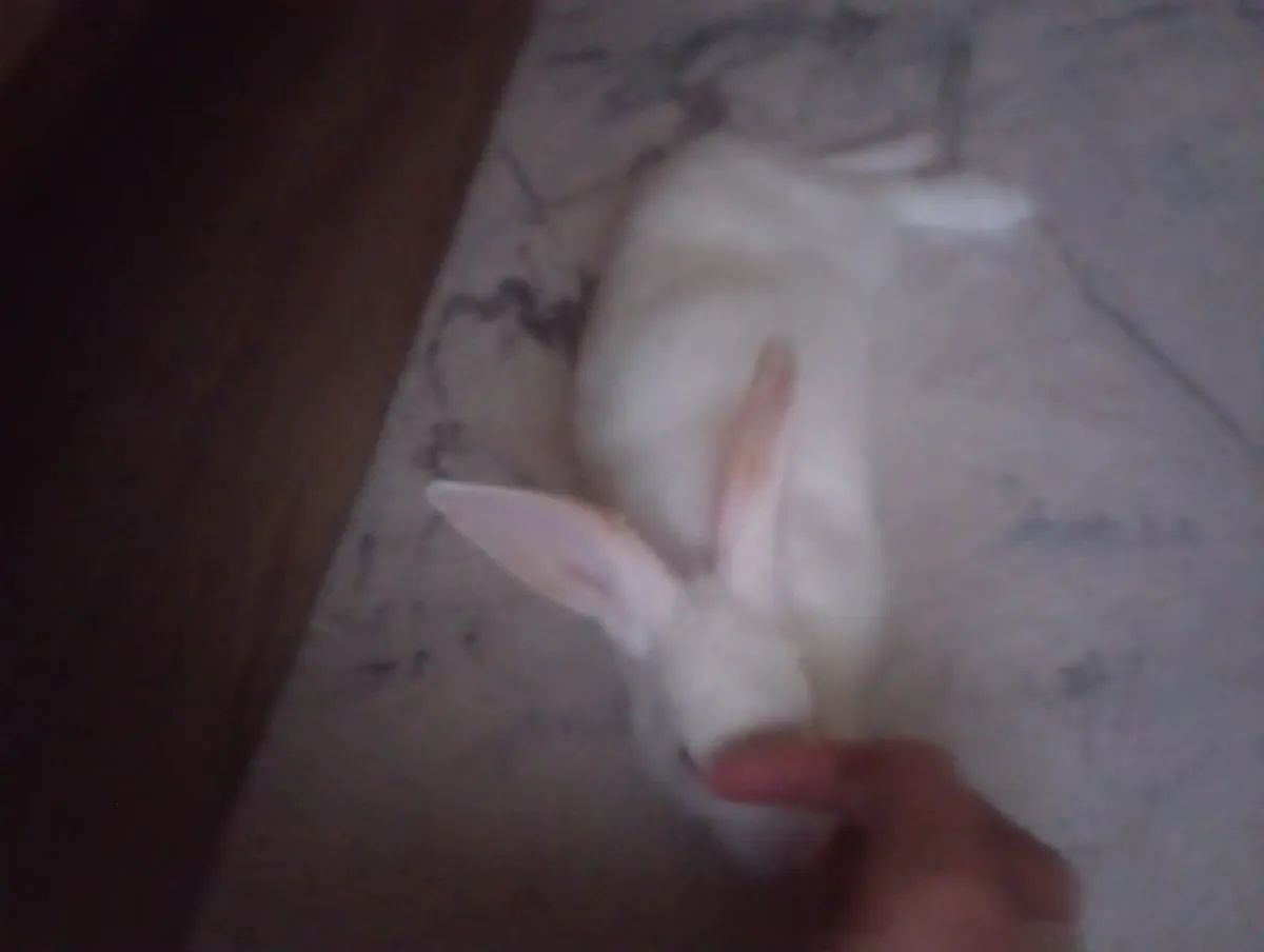 I'm looking for a home for my little bunny.