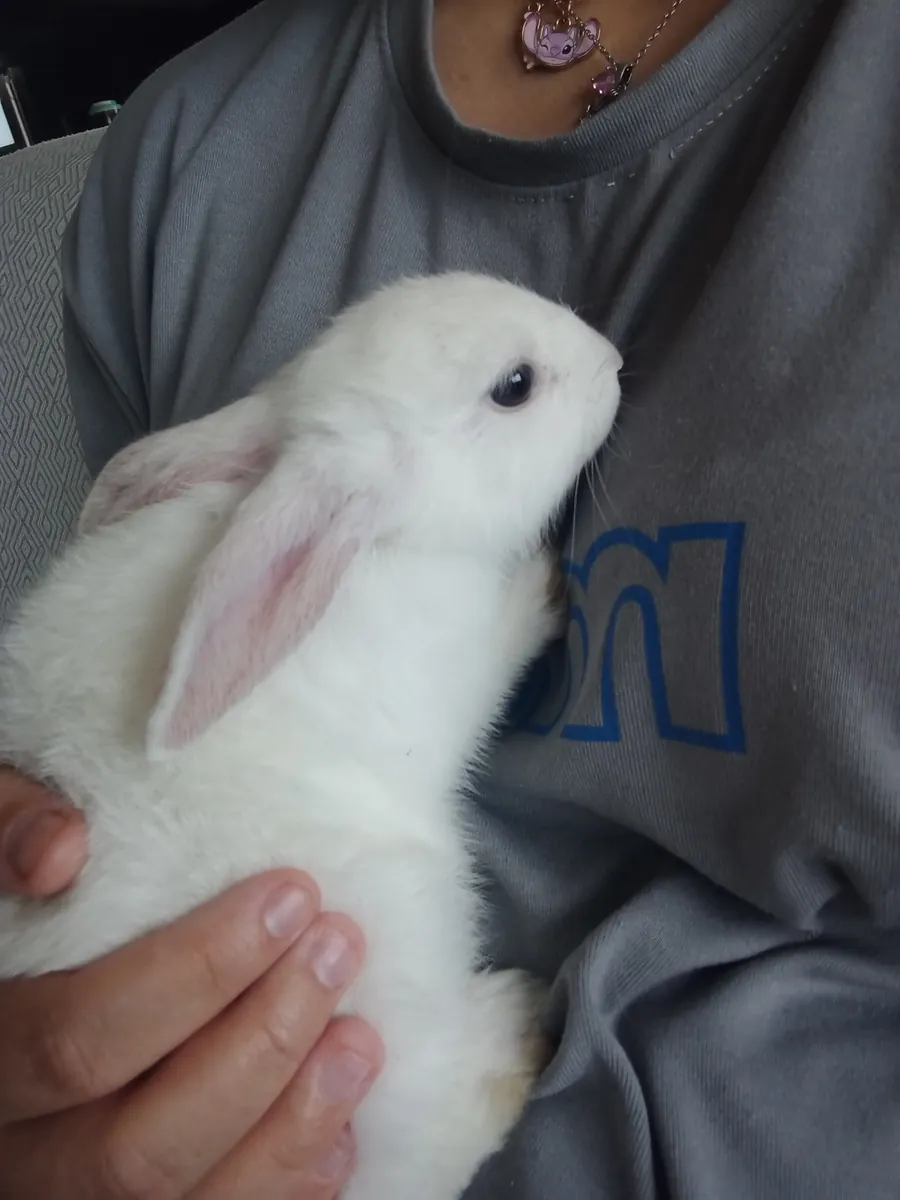 I'm looking for a home for my little bunny.