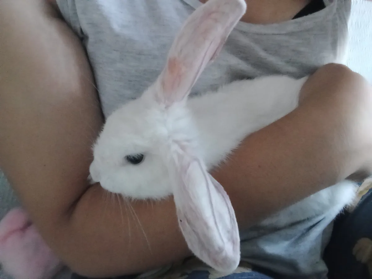 I'm looking for a home for my little bunny.