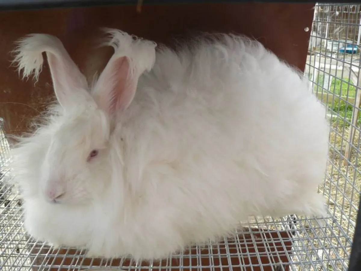 Giant Angora rabbit for adoption – very gentle and calm