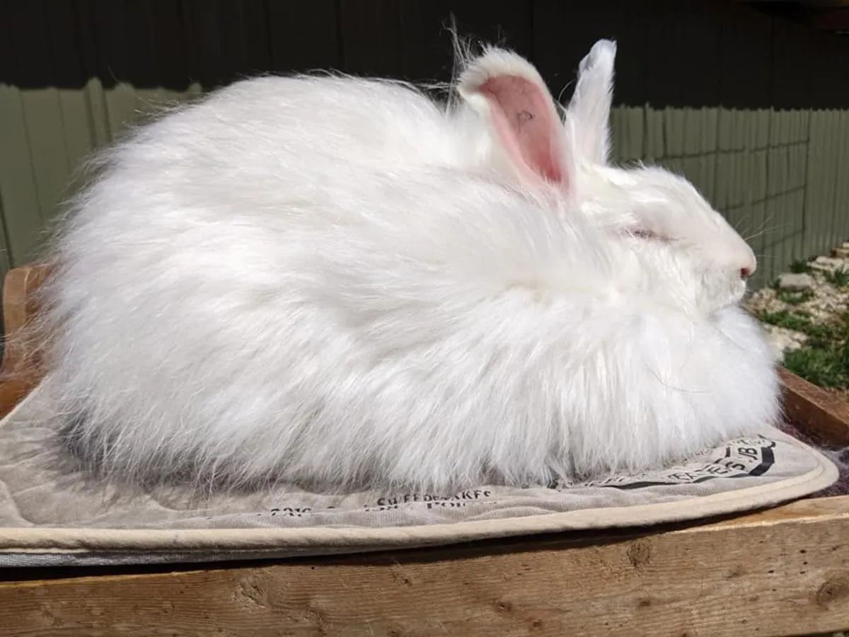 Giant Angora rabbit for adoption – very gentle and calm